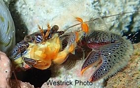 Blue Porcelain Crab - Petrolisthes caribensis