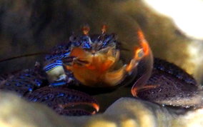 Banded Blue Porcelain Crab - Petrolisthes caribensis