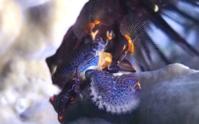 Banded Blue Porcelain Crab - Petrolisthes caribensis