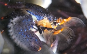 Banded Blue Porcelain Crab - Petrolisthes caribensis