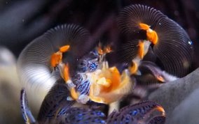 Banded Blue Porcelain Crab - Petrolisthes caribensis