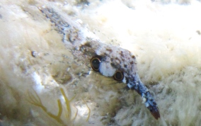 Brown Glass Shrimp - Leander tenuicornis 