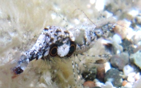 Brown Glass Shrimp - Leander tenuicornis 