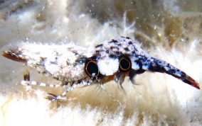 Brown Glass Shrimp - Leander tenuicornis 