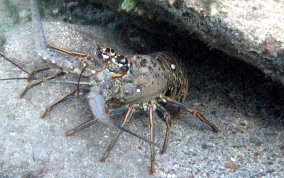 Caribbean Spiny Lobster - Panulirus argus 