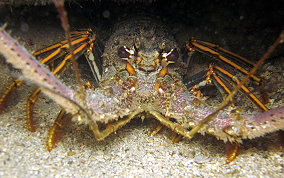 Caribbean Spiny Lobster - Panulirus argus 