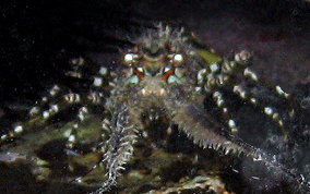 Caribbean Spiny Lobster-Juvenile - Panulirus argus 