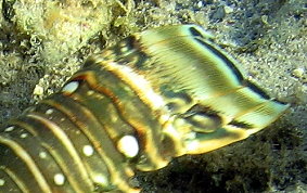 Caribbean Spiny Lobster - Panulirus argus 