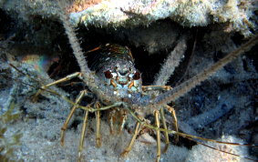 Caribbean Spiny Lobster - Panulirus argus 