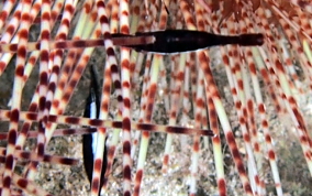 Commensal Urchin Shrimp - Stegopontonia commensalis