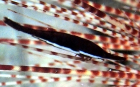 Commensal Urchin Shrimp - Stegopontonia commensalis