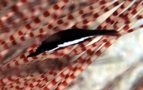 Commensal Urchin Shrimp - Stegopontonia commensalis