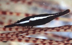 Commensal Urchin Shrimp - Stegopontonia commensalis