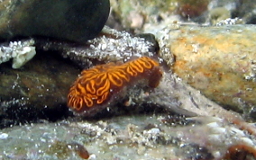 Decorator Crab - Caribbean