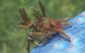 Decorator Crab - Caribbean