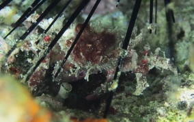 Decorator Crab - Caribbean