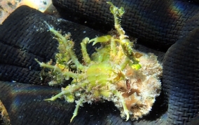 Decorator Crab - Caribbean