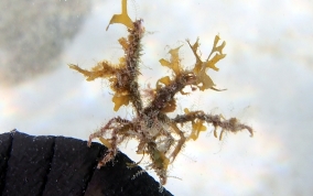 Decorator Crab - Caribbean