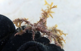 Decorator Crab - Caribbean