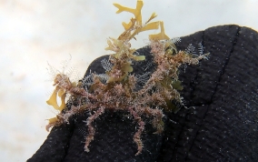 Decorator Crab