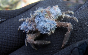 Decorator Crab - Caribbean