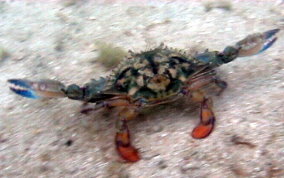 Flatface Swimming Crab - Achelous depressifrons