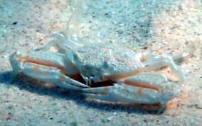 Flatface Swimming Crab - Achelous depressifrons