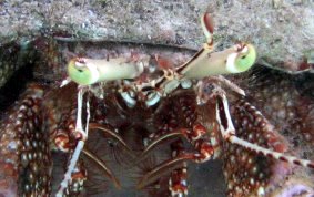 Giant Hermit Crab - Petrochirus diogenes 