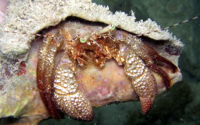 Giant Hermit Crab - Petrochirus diogenes 