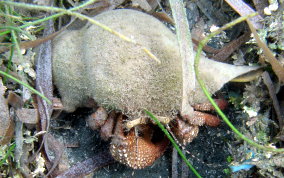 Giant Hermit Crab - Petrochirus diogenes 