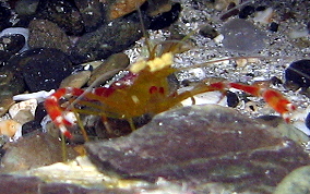 Golden Coral Shrimp