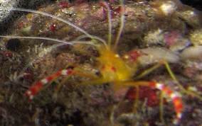 Golden Coral Shrimp - Stenopus scutellatus