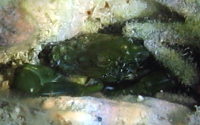 Green Clinging Crab -  Mithrax sculptus