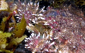 Hairy Clinging Crab - Mithrax pilosus