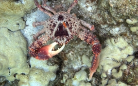 Channel Clinging King Crab   - Mithrax spinosissimus