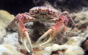 Channel Clinging King Crab   - Mithrax spinosissimus