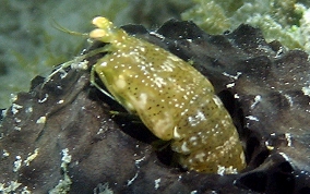 Ciliated False Squilla - Pseudosquilla ciliate 