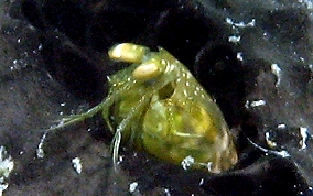 Ciliated False Squilla - Pseudosquilla ciliate 