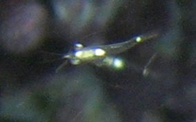 Mysid Shrimp