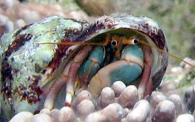 Orange Claw Hermit Crab