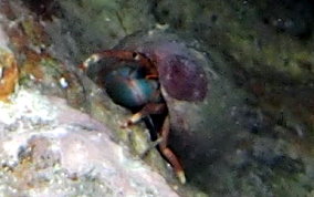 Orange Claw Hermit Crab - Calcinus tibicen