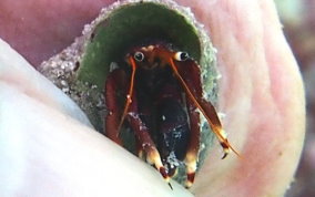 Orange Claw Hermit Crab - Calcinus tibicen