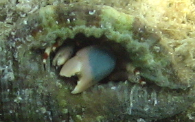 Orange Claw Hermit Crab - Calcinus tibicen