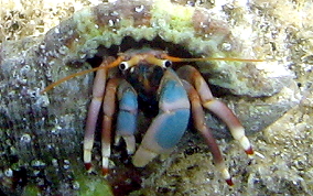 Orange Claw Hermit Crab - Calcinus tibicen