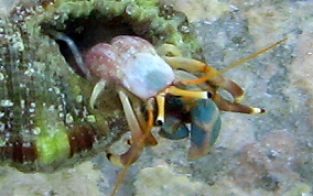 Orange Claw Hermit Crab - Calcinus tibicen