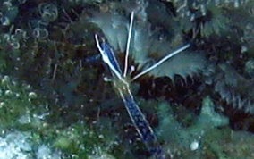 Pederson Cleaning Shrimp - Periclimenes pedersoni