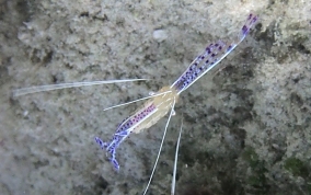 Pederson Cleaning Shrimp - Periclimenes pedersoni