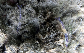 Pederson Cleaning Shrimp - Periclimenes pedersoni