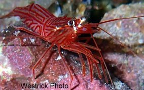 Sponge Peppermint Shrimp - Lysmata pederseni