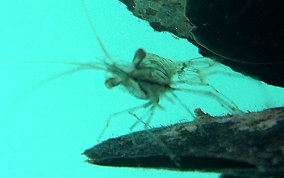 Transparent Prawn (Shrimp) - Palaemon sp.